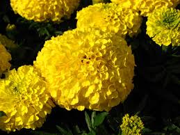Marigold flowers, the botanical source of the lutein in EyeVitalis