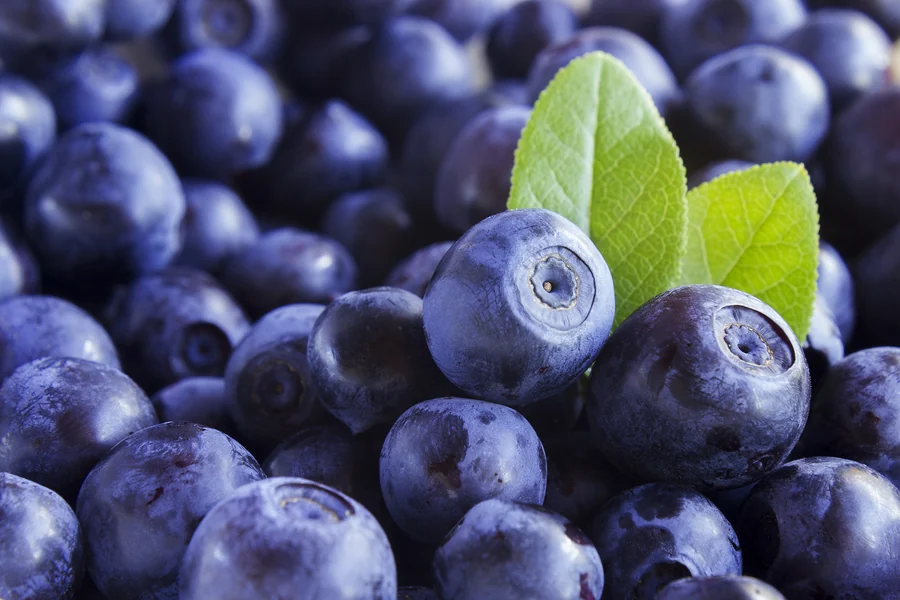 Ripe bilberries, the anthocyanin source in the EyeVitalis formula