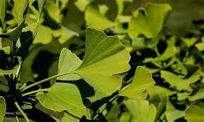 Ginkgo biloba leaves, the circulation botanical in EyeVitalis