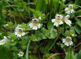 Euphrasia officinalis, the eyebright herb used in EyeVitalis