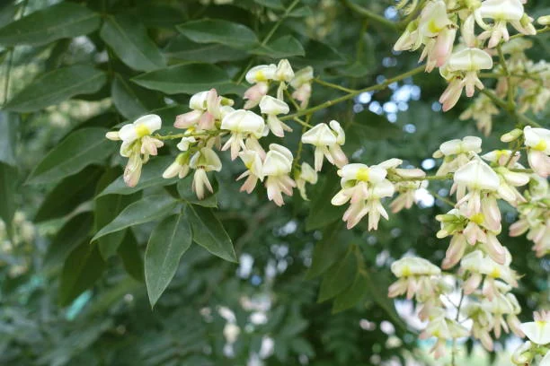 Sophora japonica blossom, the rutin and quercetin source in EyeVitalis